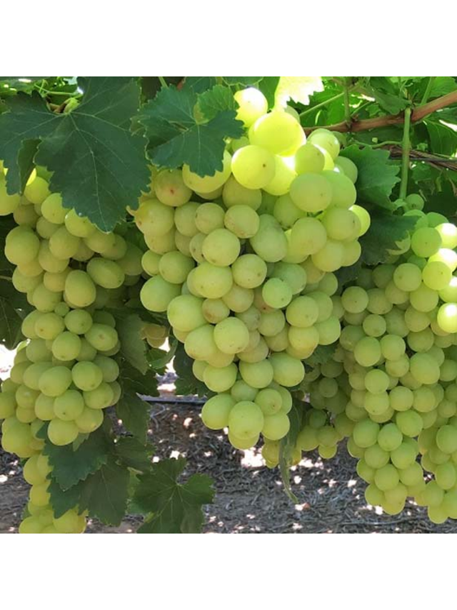 Winorośl owocowa - Vitis 'Solaris'