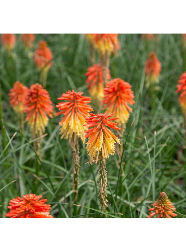 Trytoma - Kniphofia 'Poco Daybreak'