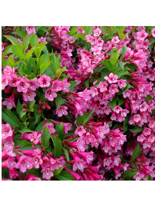Krzewuszka cudowna - Weigela florida 'Rumba'