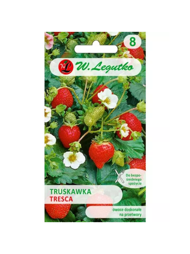 Truskawka Tresca - do gruntu