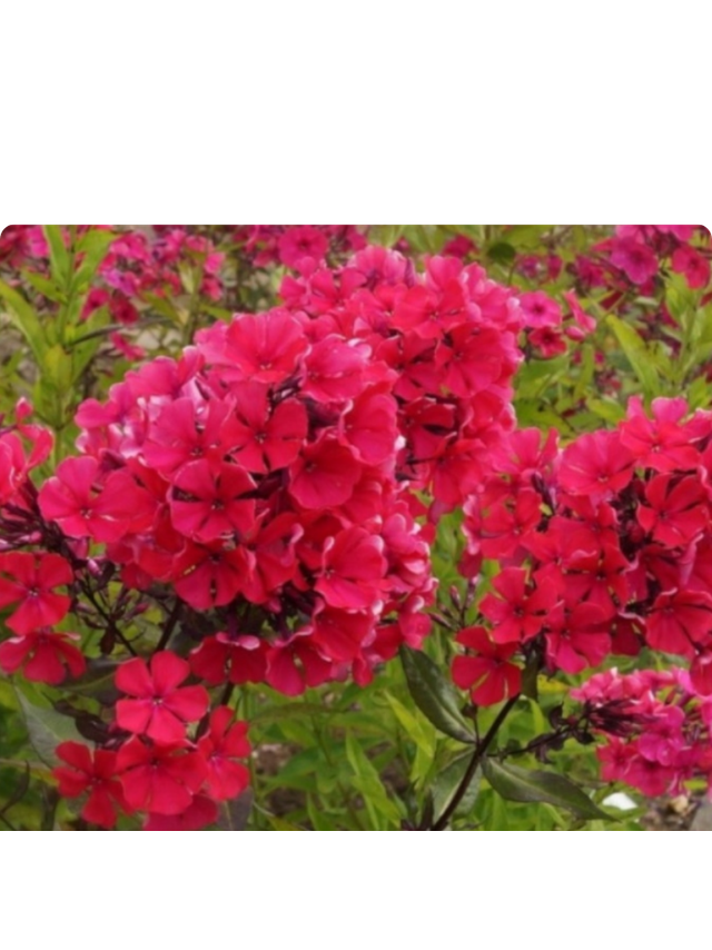 Floks wiechowaty - Phlox paniculata 'Starfire'