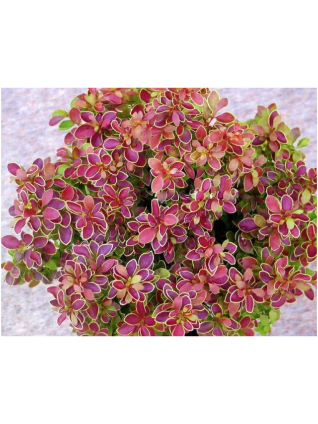 Berberys Thunberga - Berberis thunbergii  'Golden Ring'