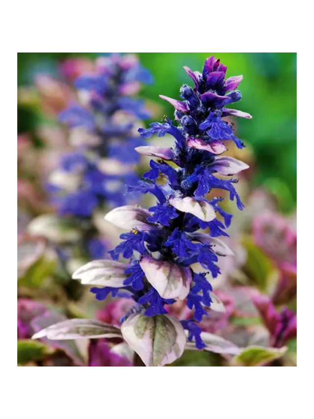 Dąbrówka rozłogowa - Ajuga reptans 'Burgund Glow'