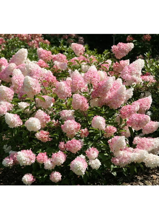 Hydrangea paniculata 'Vanille Fraise'