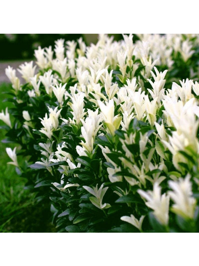 Trzmielina japońska - Euonymus japonica 'Himalaya'(R)