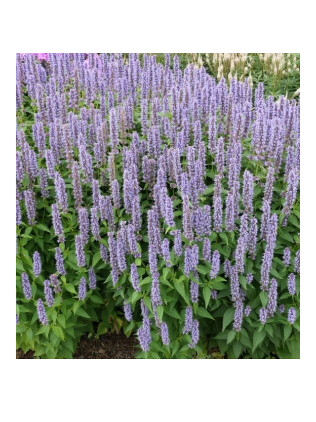 Kłosowiec - Agastache 'Blue Fortune'