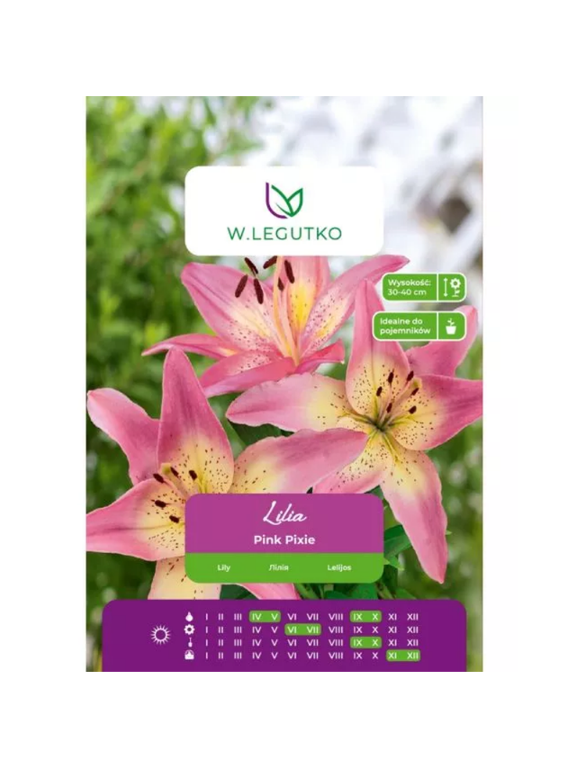 Lilia Pink Pixie różowa 1szt.