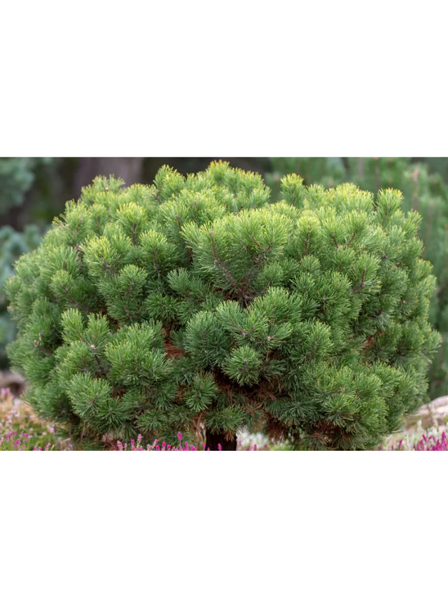 Sosna górska - Pinus mugo var. mughus