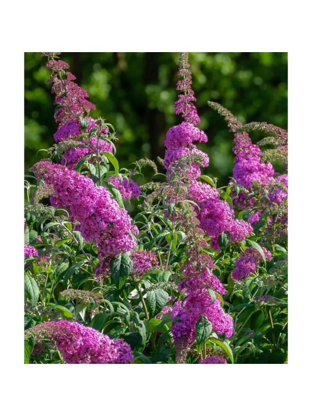 Budleja Dawida - Buddleja davidii 'Pink Delight'