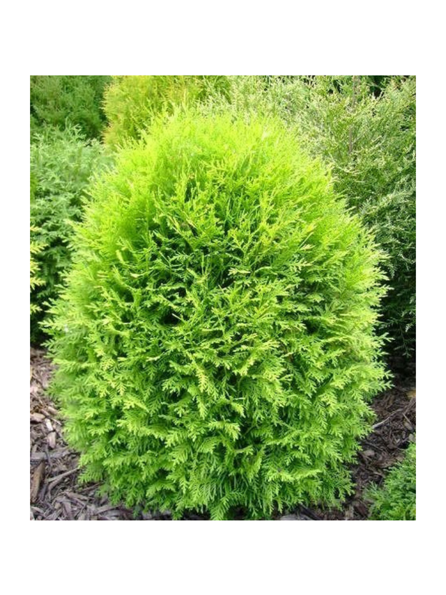 Tuja/żywotnik zachodni - Thuja occidentalis 'Globosa Aurea'