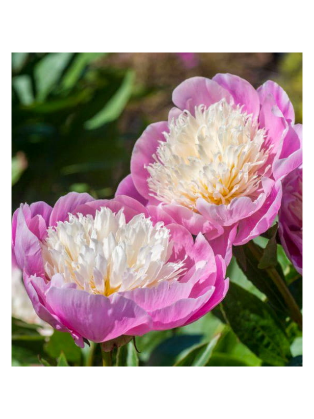 Piwonia chińska - Paeonia lactiflora 'Bowl of Beauty'