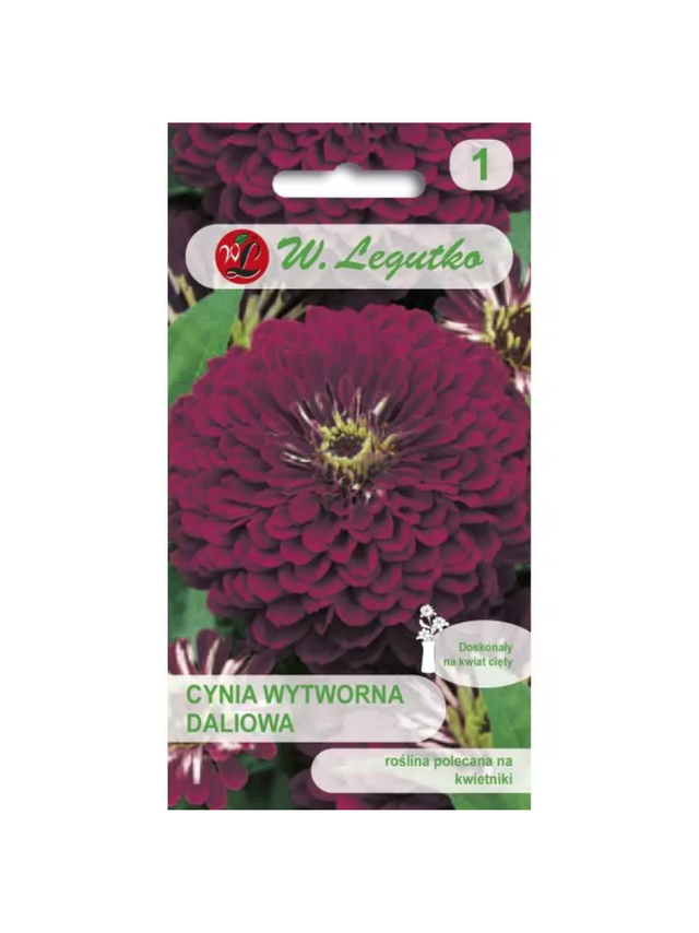Cynia wytworna daliowa Violet Queen - fioletowa