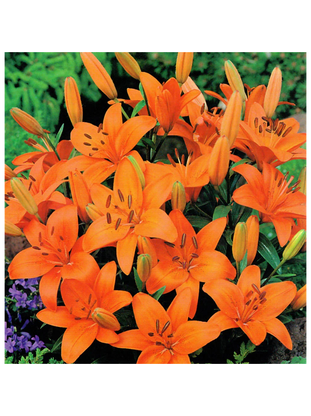 Lilia - Lilium 'Abbersville Pride'