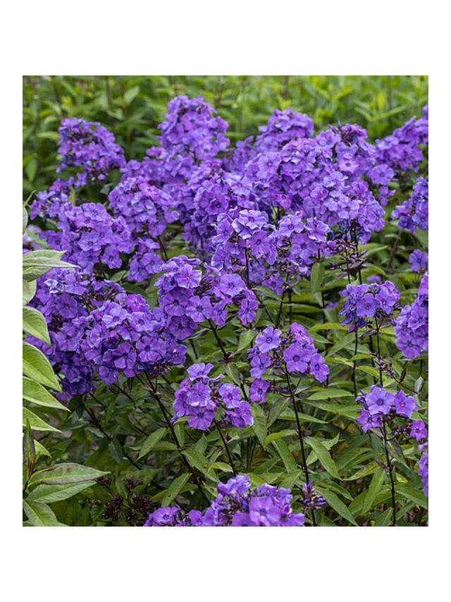 Floks wiechowaty - Phlox paniculata 'Blue Paradise'