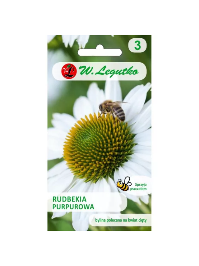 Rudbekia purpurowa, Jeżówka - biała