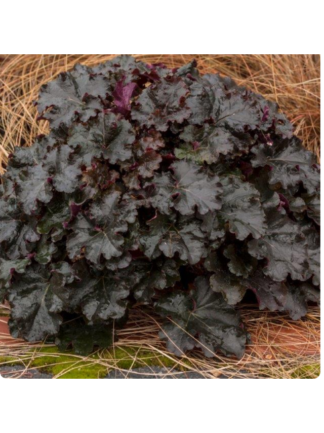 Żurawka - Heuchera 'World Caffe Espresso'