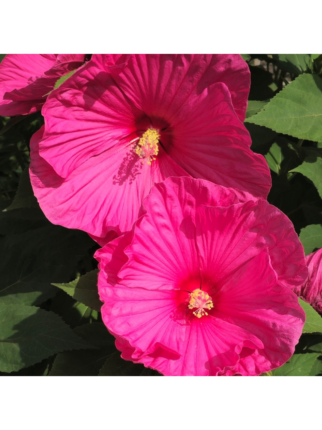 Hibiskus bagienny - Hibiscus moscheutos 'Large Lollipop'