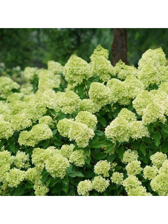 Hortensja bukietowa limonkowa- C3