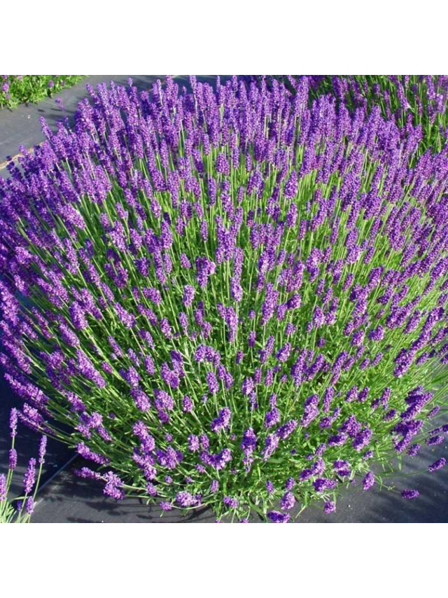 Lawenda wąskolistna - Lavandula angustifolia 'Hidcote Blue'