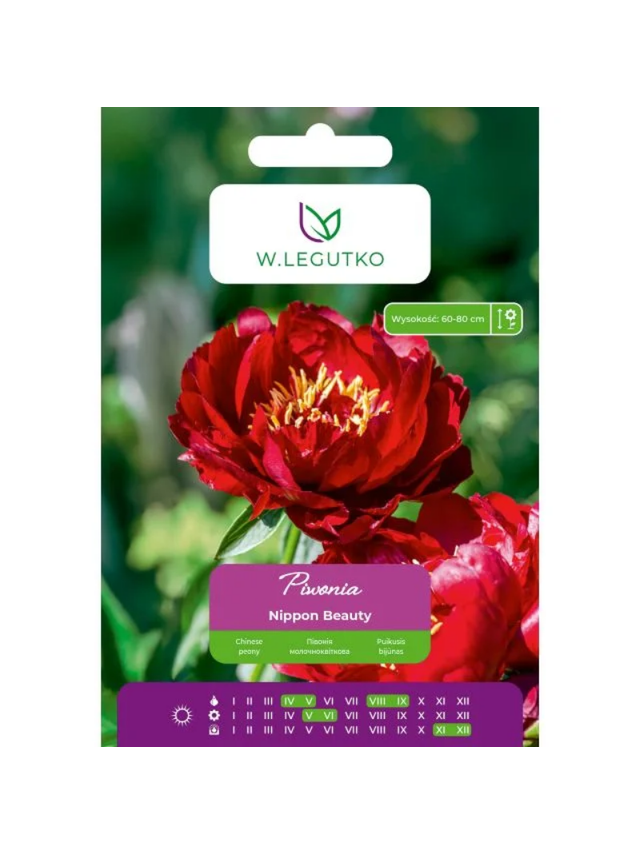 Piwonia Nippon Beauty czerwona 1szt.