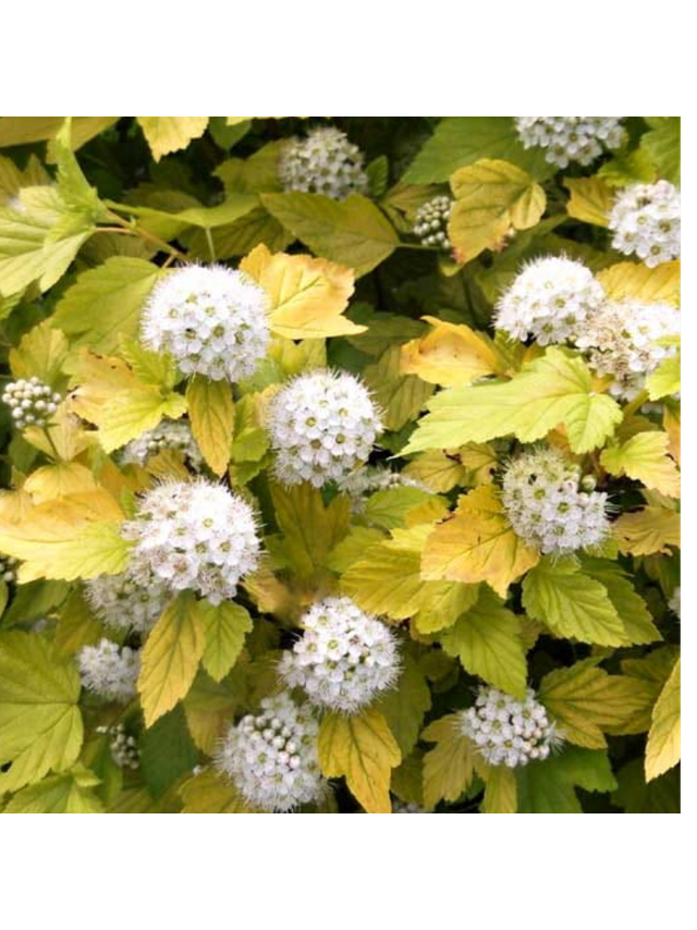 Pęcherznica kalinolistna - Physocarpus opulifolius 'Luteus'