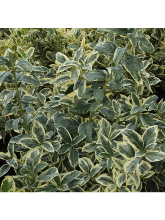 Trzmielina japońska - Euonymus japonica 'Bravo'