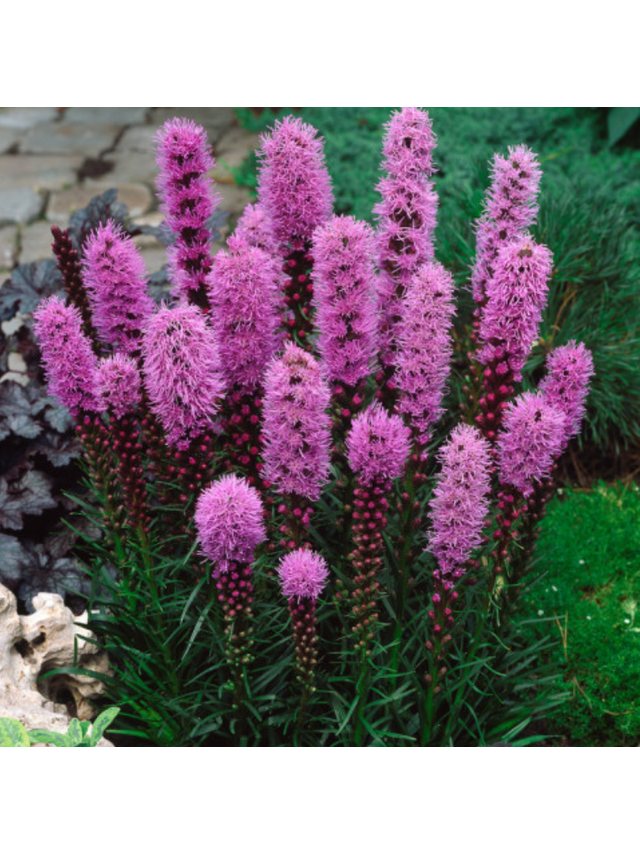 Liatra kłosowa fioletowa- Liatris Spicata 1 szt