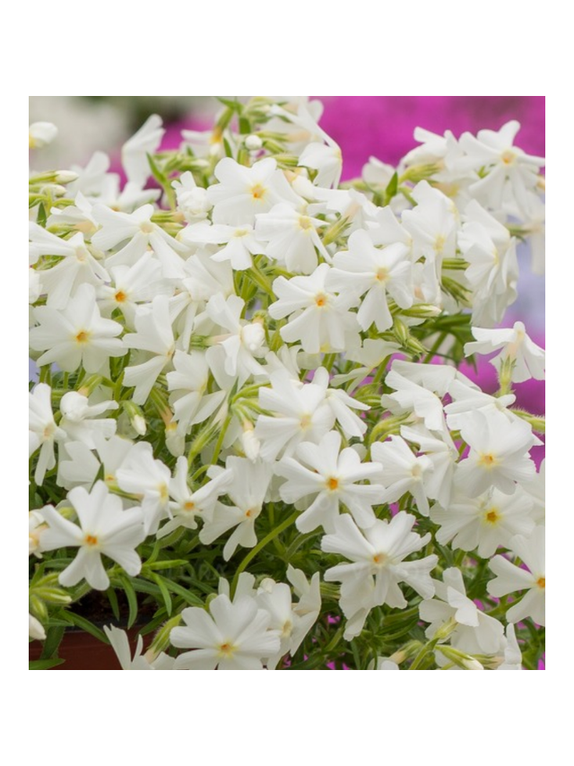Floks szydlasty - Phlox subulata 'Spring White'