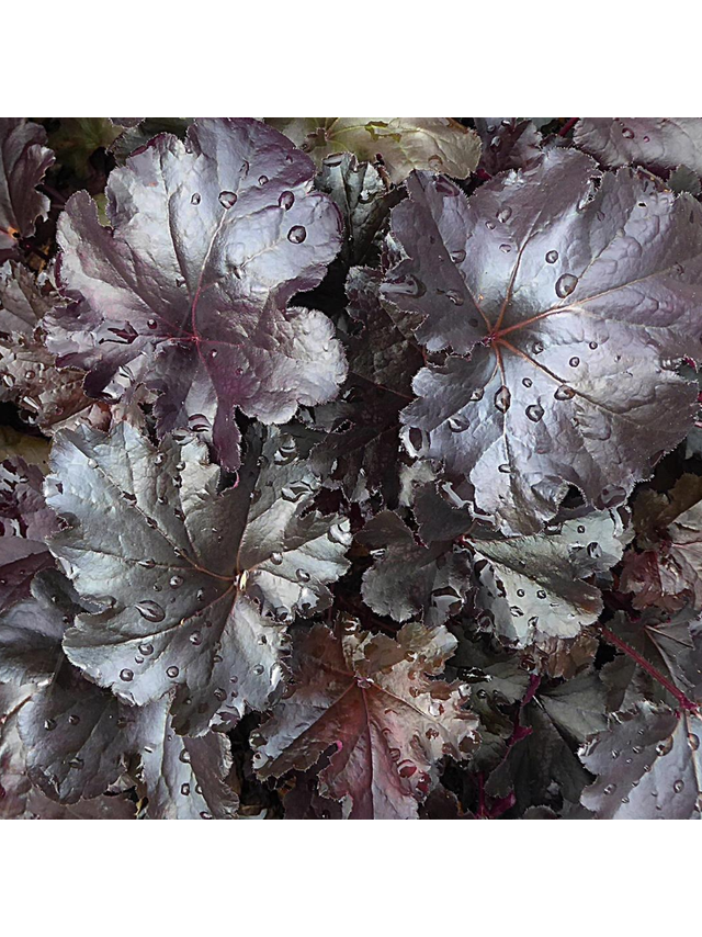 Żurawka - Heuchera 'Black Pearl'