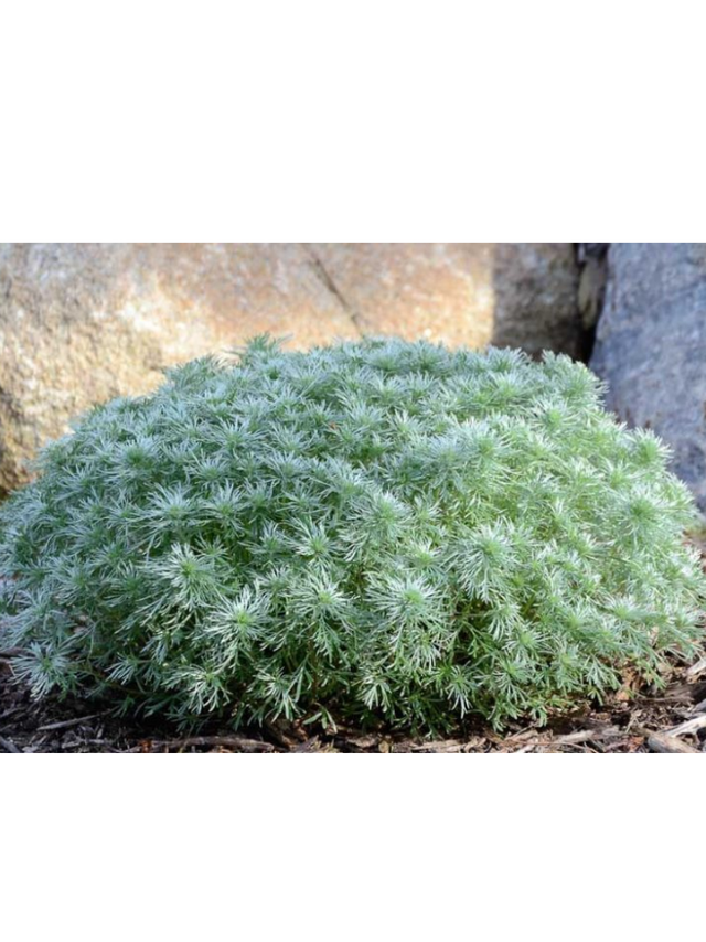 Bylica - Artemisia 'Silver Mound'