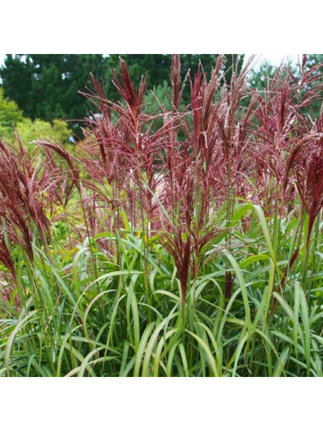Miskant chiński- Miscanthus sinensis 'Dronning Ingrid'