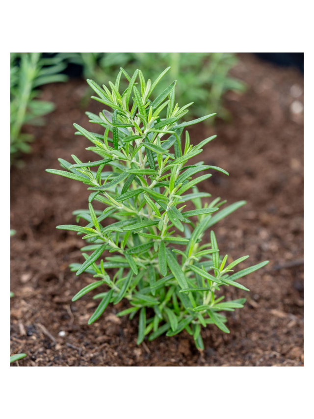Rozmaryn lekarski - Rosmarinus officinalis