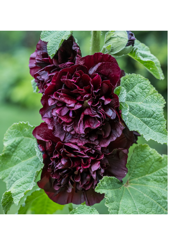 Malwa różowa - Alcea rosea 'Charter's Double Purple'