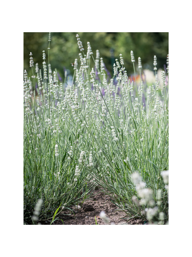 Lawenda pośrednia -  Lavandula x intermedia 'Exceptional'