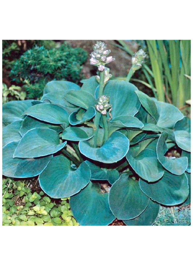 Funkia - Hosta 'Blue Mouse Ears'