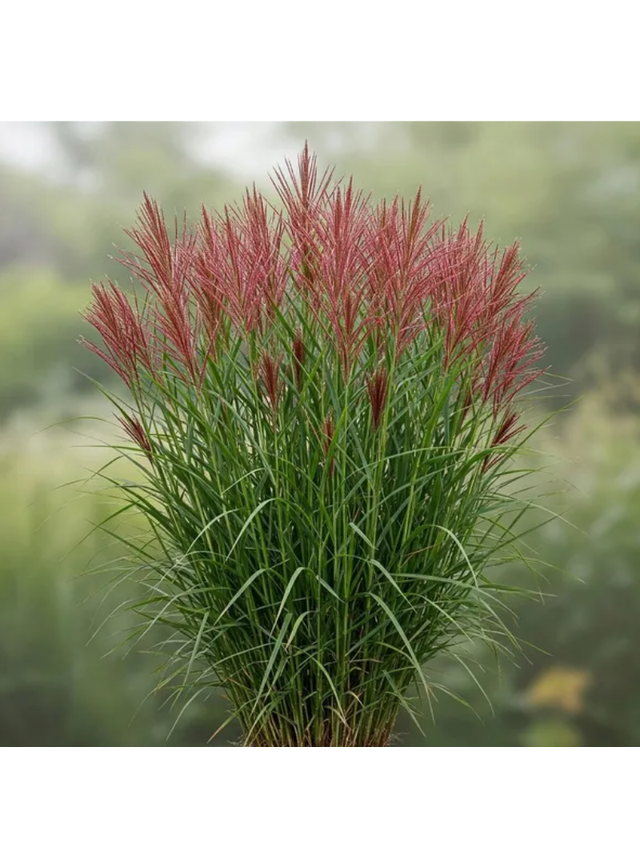 Miskant chiński - Miscanthus sinensis 'Red Chief'