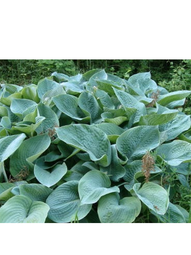 Funkia - Hosta 'Big Daddy'
