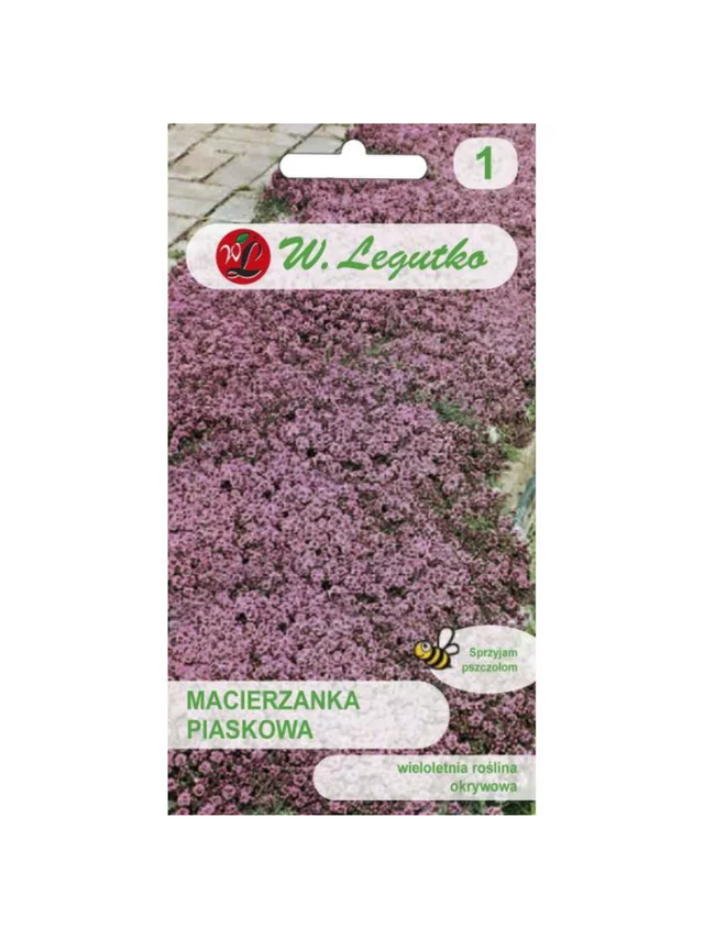 Macierzanka piaskowa - lilaróżowa