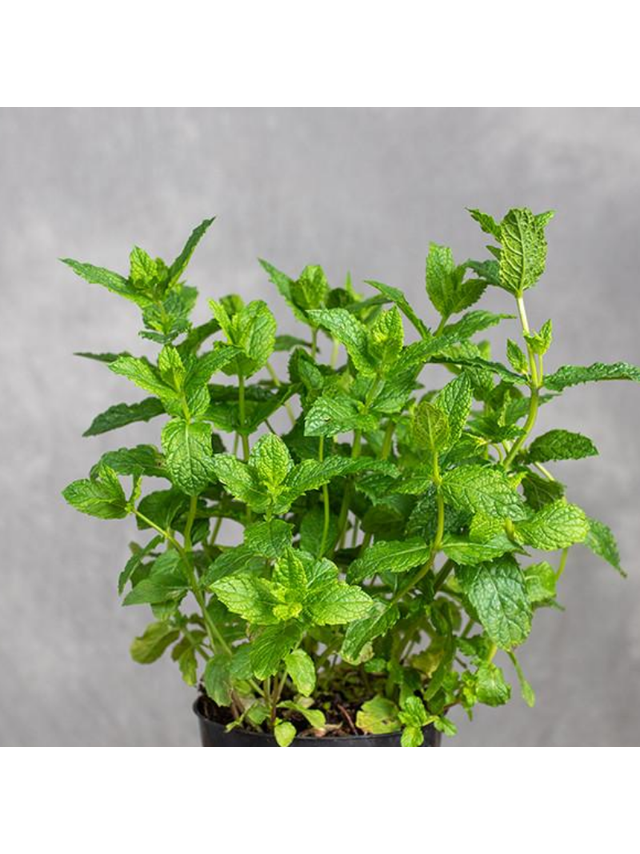 Mięta - Mentha Marokkanische