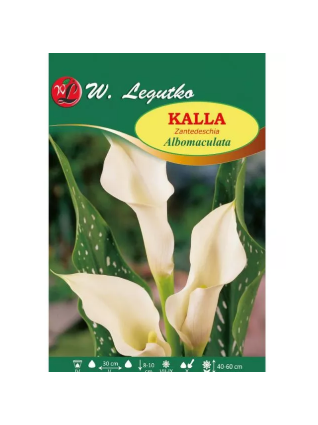 Kalla Albomaculata biała 1szt.
