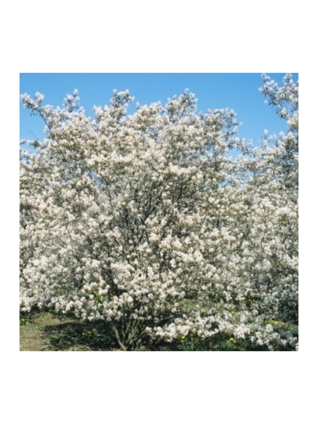 Świdośliwa Lamarcka - Amelanchier canadensis (lamarcki)