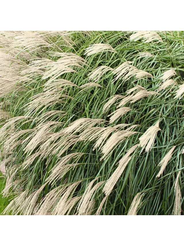 Miskant chiński -Miscanthus sinensis 'Silberfeder'