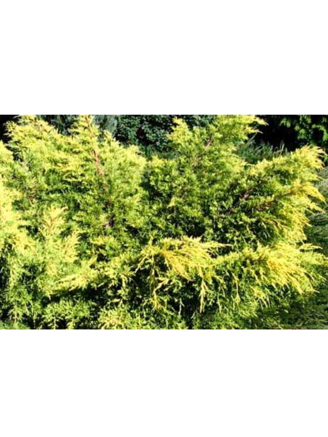Jałowiec pośredni - Juniperus media 'King of Spring'