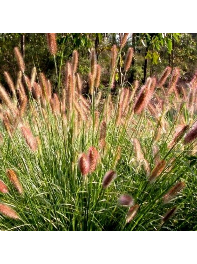Rozplenica japońska - Pennisetum alopecuroides 'Paul's Giant'
