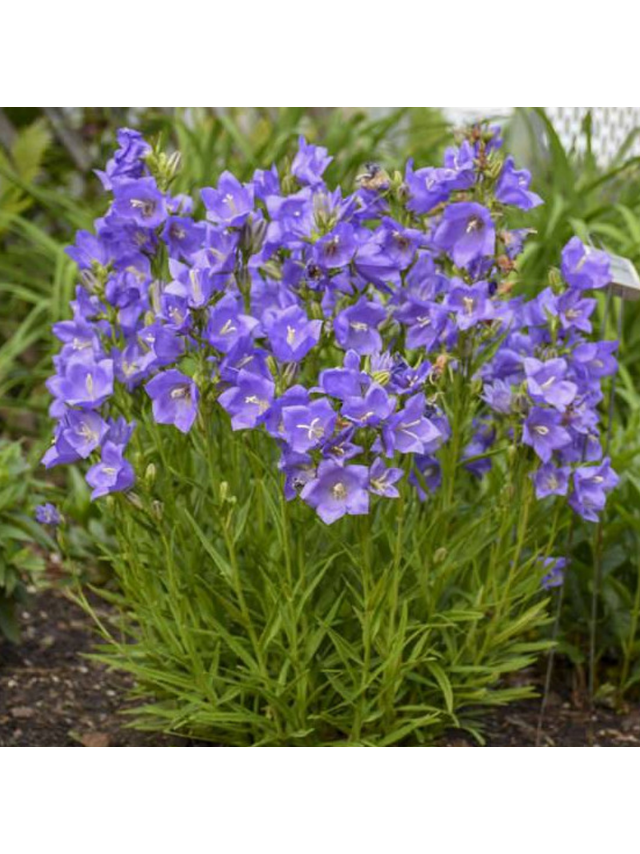Dzwonek brzoskwiniolistny - Campanula persicifolia 'Blue'