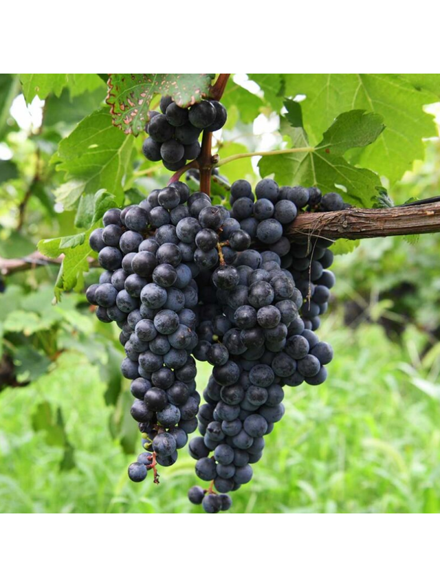Winorośl owocowa - Vitis 'Leon Millot'