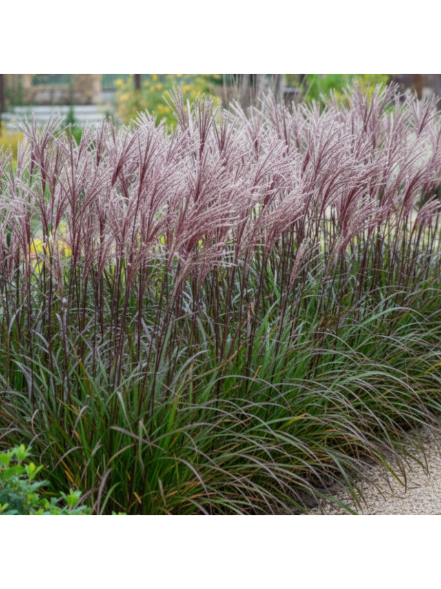 Miskant chiński- Miscanthus sinensis 'Buraczok'