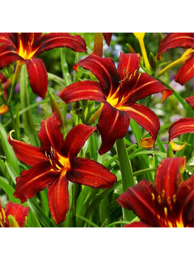 Liliowiec - Hemerocallis 'Autumn Red'