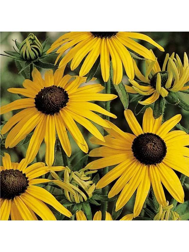 Rudbekia - Rudbeckia fulgida 'Goldsturm'