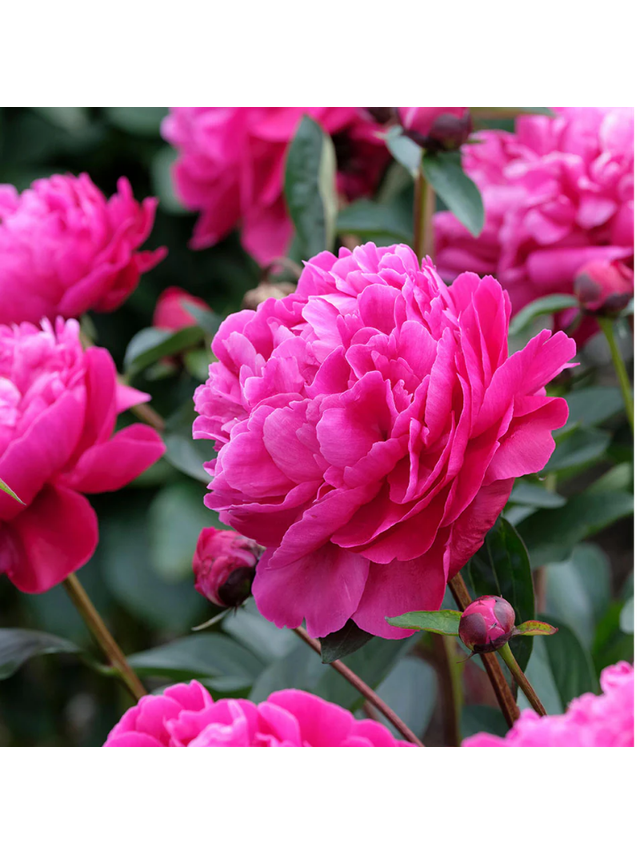 Paeonia lactiflora 'Red Sarah Bernhardt'